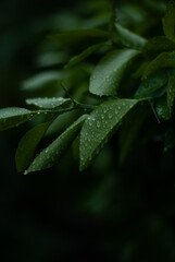 Drops of rain on leaves in the forest
