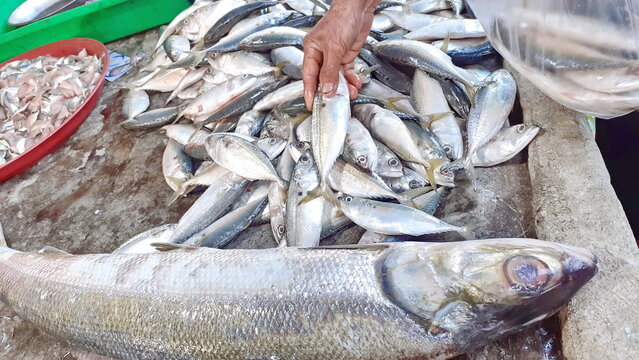 Close-up Many Fish Hold Hand Live Deep Sea Dead Sell Market Store Still Frozen Fresh For Cook, Thailand.