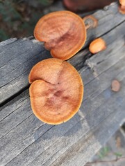 Southern Cinnabar Polypore or Pycnoporus Coccineus, is a dark yellow rotting fungus that grows on wood.