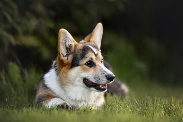 tricolor corgi puppy lying down on grass