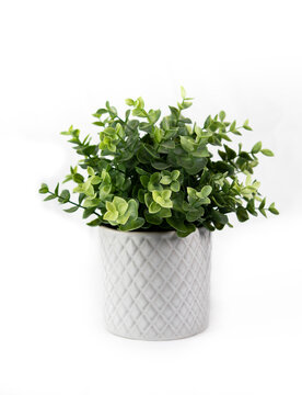 Plastic Plant 2
