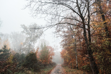 Fototapeta na wymiar Chemin forestier automnal dans la brume du matin, paysage orange