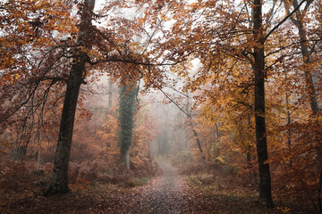 Chemin forestier automnal dans la brume du matin, paysage orange
