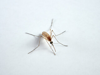 Mosquito on a white background.  
Culiseta longiareolata      