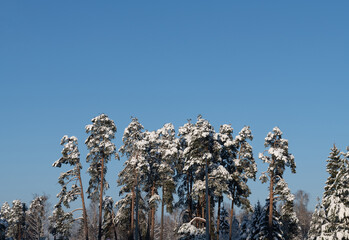 Winter sunny day, blue sky. Several isolated pines in the snow at the edge of the forest. Winter landscape