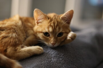 Cute cat on the sofa