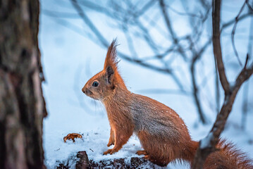 Little red squirrel sitting on the tree in winter. Wild animal in nature. Cute animal in the park. Snowy weather