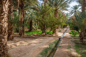 Fototapeta na wymiar A typical African oasis in a Sahara desert, Morocco. Ecological, extensive agriculture.
