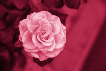 Pink Rose flower on the blurred background in the garden. Nature wallpaper,greeting card,Trendy color of year 2023 - Viva Magenta.elegant flower in full bloom. Magenta blossom in garden.