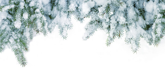 snowy fir branches close up on abstract white landscape. Christmas, New Year holidays background. Symbol of winter season. frosty cold weather. element for design