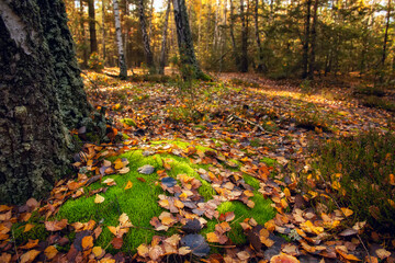 Beautiful autumn forest. Yellow birches.