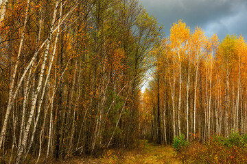 Beautiful autumn forest. Yellow birches.