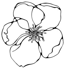 Black line illustration of sakura flower isolated on a transparent background. Fineliner hand drawing.
