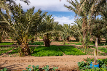 A typical African oasis in a Sahara desert, Morocco. Ecological, extensive agriculture.