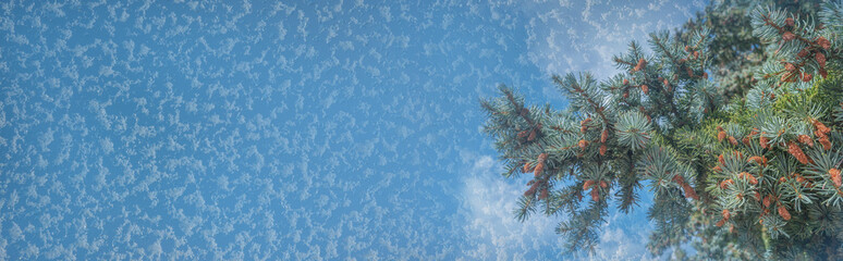 Panoramic view over beautiful light green spruce tree with small young brown cones seen from a...