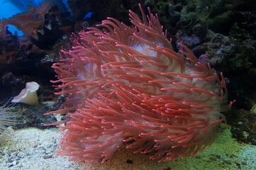 underwater image of an Actiniaria - Sea Anemone