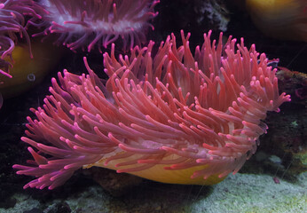 underwater image of an Actiniaria - Sea Anemone