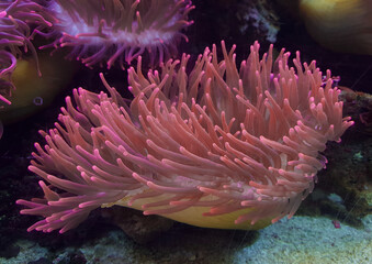 Naklejka na ściany i meble underwater image of an Actiniaria - Sea Anemone