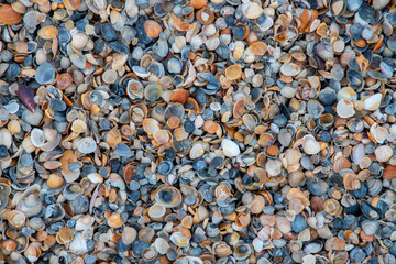a top view of a seashell carpet on the shore