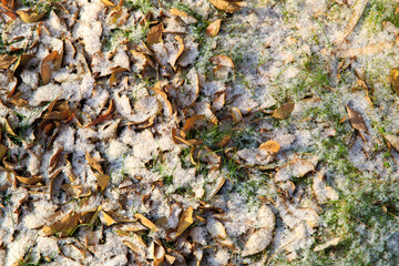 Snow melts. Yellow leaves and green grass are visible through the snow. Fresh green grass on the snow. First snow on green grass.