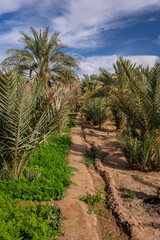 A typical African oasis in a Sahara desert, Morocco. Ecological, extensive agriculture.