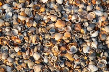 A top view of many seashells on the ground