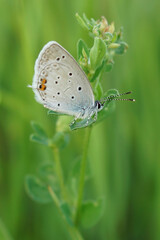 Closeup on a colorful Short tailed blue, Everes argiades sitting against a green natural background