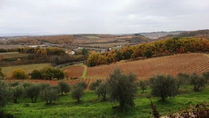 Obraz premium landscape with vineyard