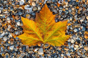 a close-up of a yellowed leaf on seashells on the shore