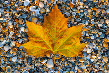 A top view of a yellowed leaf on the beach