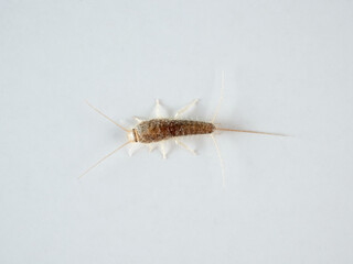Long tailed Silverfish. Ctenolepisma longicaudata