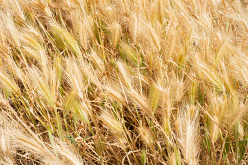 Selective focus on the ears of plant, golden color, which looks like wheat. Golden wheat field in...