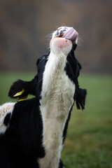 Closeup of a funny black and white cow laying on green grass sticking out her tongue in Germany