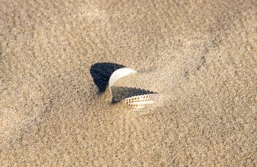 a close-up of a shell half buried in sand