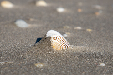 Fototapeta na wymiar a close-up of a seashell on the sand