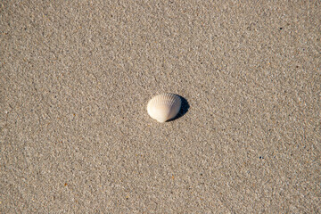 Fototapeta na wymiar a close-up of a seashell on the sand