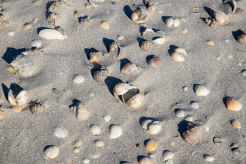 a close-up with different shells in the sand