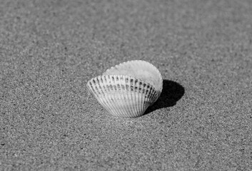 a close-up of a seashell on the sand in black and white