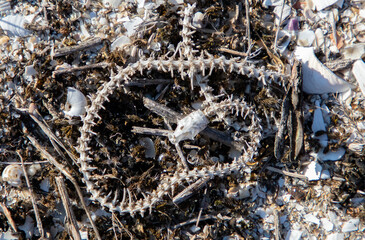a snake skeleton on the ground in foreground