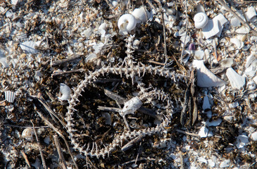 a close-up of a snake skeleton among the shells
