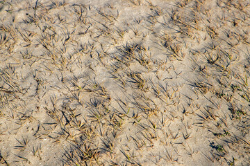 a few blades of grass grown from the sand representing drought, arid soil