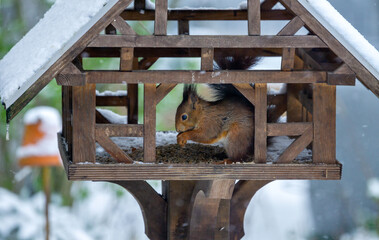 Eichhörnchen, Sciurus frisst Vogelfutter im Winter