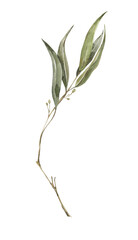 Watercolor eucalyptus clipart. Herbal illustration png.