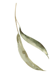 Watercolor eucalyptus leaf clipart.