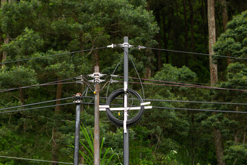 Fiber optic and electric cables installation poles in a remote forest area.