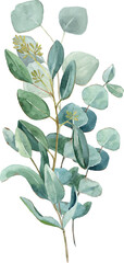 Watercolor eucalyptus bouquets, hand-drawn quality illustrations. Suitable for invitations, cards, weddings, Valentine’s Day © ElenaDoroshArt