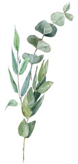 Watercolor eucalyptus bouquets, hand-drawn quality illustrations. Suitable for invitations, cards, weddings, Valentine’s Day