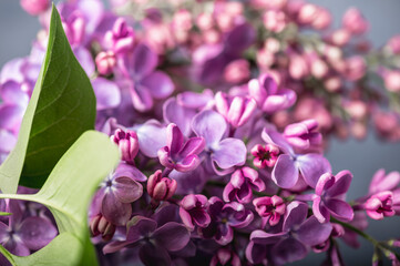 Naklejka na ściany i meble Lilac branch close-up. Selective focus. Spring natural Easter background.