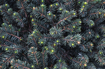 Naklejka na ściany i meble Natural background of blue spruce branches.