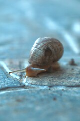 snail on the road